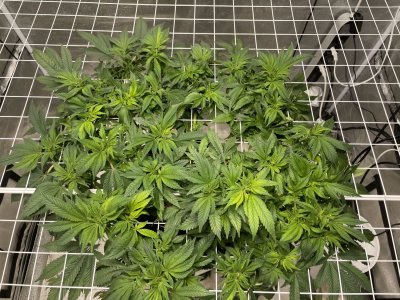 0EDC7884-7935-4DAE-B479-111C9E6ADE4C.jpeg 0EDC7884-7935-4DAE-B479-111C9E6ADE4C.jpeg