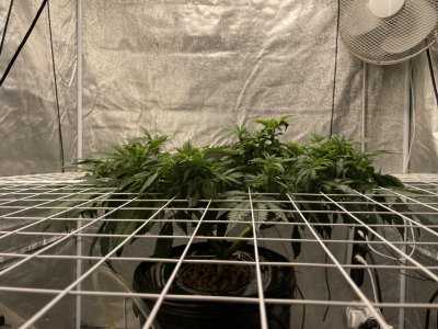 FE74535F-2035-4E1D-88A0-7071D53EE8E5.jpeg FE74535F-2035-4E1D-88A0-7071D53EE8E5.jpeg