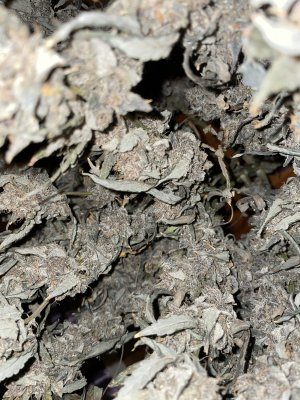 0F19C2C2-214B-4B02-9B31-B67B726F8ADB.jpeg 0F19C2C2-214B-4B02-9B31-B67B726F8ADB.jpeg