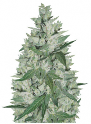 1707483073226.png 1707483073226.png