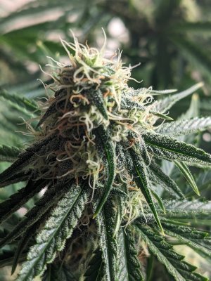 1707500621214.jpeg 1707500621214.jpeg