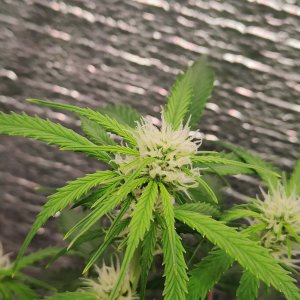 Джонни цветы.jpg