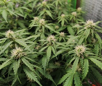 Джонни цветы.jpg