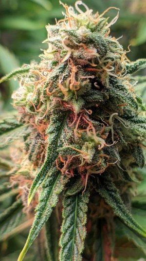 1707904523300.jpeg 1707904523300.jpeg