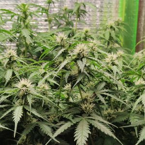 Джонни цветы.jpg