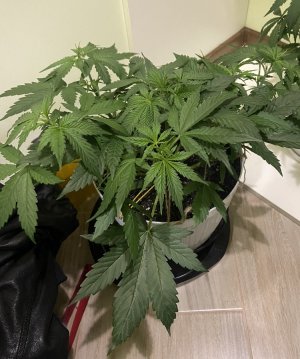 29.07.23Mimosa 2.jpeg