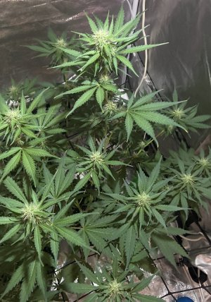 19.08.23Mimosa 2.jpeg