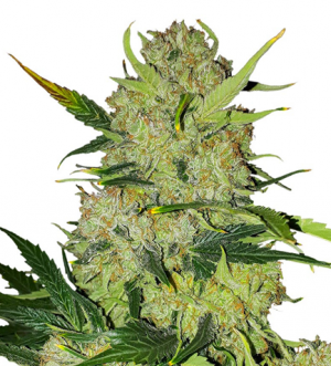 1708341724420.png 1708341724420.png