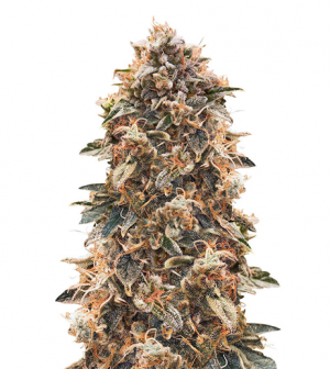 1708341729316.png 1708341729316.png