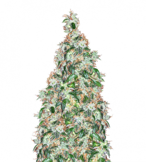 1708341734755.png 1708341734755.png