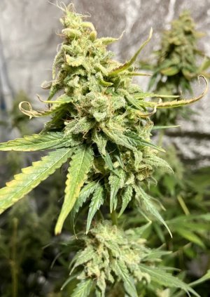 7.10.23Mimosa 5.jpeg