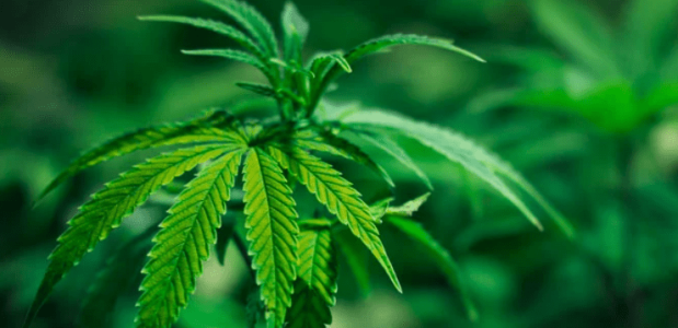 1643894575037.png 1643894575037.png