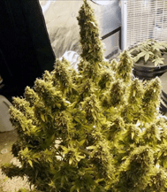 1643968579262.png 1643968579262.png