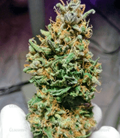 1643968655750.png 1643968655750.png