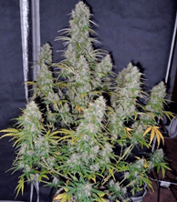 1643968699842.png 1643968699842.png