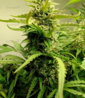 1644058091639.png 1644058091639.png