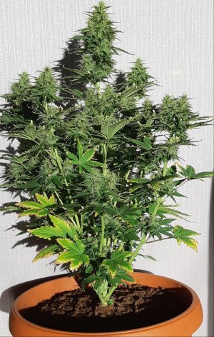 Фото из интернета для сравнения 0.jpg