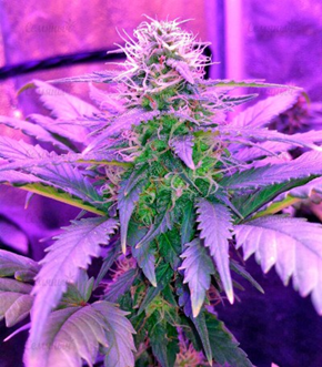 1644244883688.png 1644244883688.png