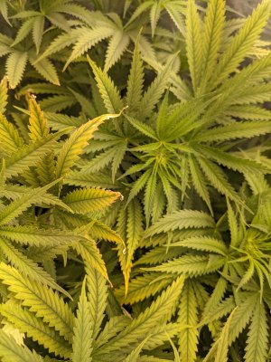 PXL_20220208_042304113.jpg PXL_20220208_042304113.jpg