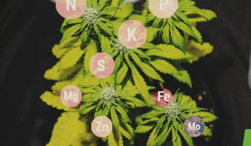 1644331700749.png 1644331700749.png