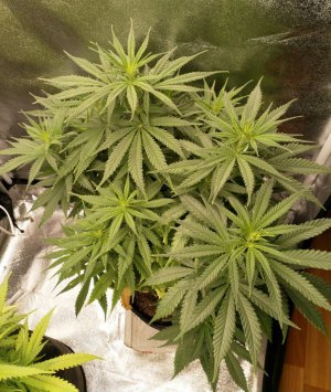 IMG_20220209_122216_914.jpg IMG_20220209_122216_914.jpg