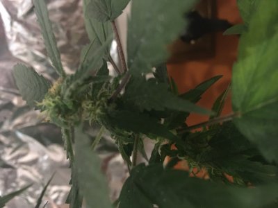 4D55DA1F-65F9-43E4-9DE5-A4EC307C10CE.jpeg 4D55DA1F-65F9-43E4-9DE5-A4EC307C10CE.jpeg