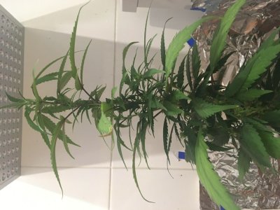 6864D3FA-0C86-448E-B256-869F628F1A37.jpeg 6864D3FA-0C86-448E-B256-869F628F1A37.jpeg