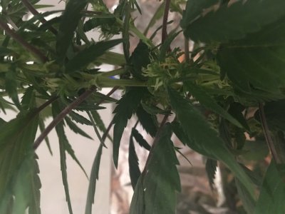 A9CCA847-0CA5-4045-9A5A-2D81B95E28A3.jpeg A9CCA847-0CA5-4045-9A5A-2D81B95E28A3.jpeg