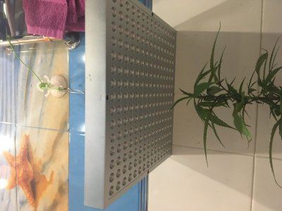 ABE6A4B3-2F2F-4CE9-8E87-2007BEDDFCB8.jpeg ABE6A4B3-2F2F-4CE9-8E87-2007BEDDFCB8.jpeg