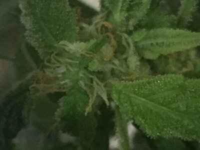 6C23B32A-74A8-4194-9F68-84E70BBB9E10.jpeg 6C23B32A-74A8-4194-9F68-84E70BBB9E10.jpeg