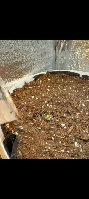 Screenshot_20220212-222121_Gallery.jpg Screenshot_20220212-222121_Gallery.jpg