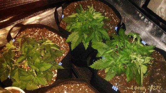 P_20220204_211216_1_p.jpg P_20220204_211216_1_p.jpg