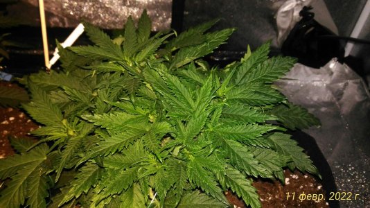 P_20220211_215412_1_p.jpg P_20220211_215412_1_p.jpg