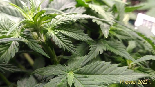 P_20220211_215215_1_p.jpg P_20220211_215215_1_p.jpg