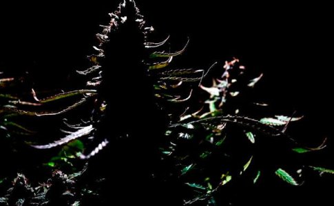 Подготовка автоцвета к харвесту Подготовка автоцвета к харвесту