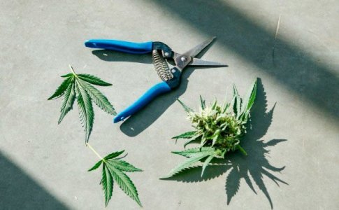 правильный харвест автоцветов правильный харвест автоцветов