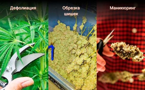 Уборка урожая автоцветов Уборка урожая автоцветов