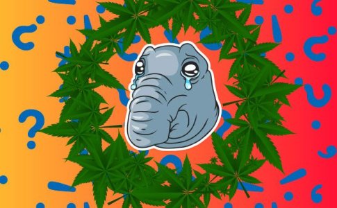 Почему автоцвет медленно растёт Почему автоцвет медленно растёт