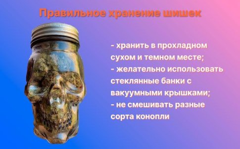 правильное хранение шишек конопли
