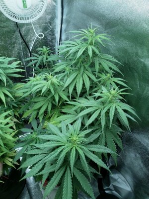 IMG_20220214_134746_247.jpg IMG_20220214_134746_247.jpg