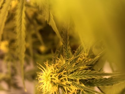 D7391D5B-8FB7-41D4-8926-675011F0AF8A.jpeg D7391D5B-8FB7-41D4-8926-675011F0AF8A.jpeg