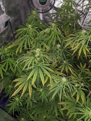 PXL_20220219_072013660.jpg PXL_20220219_072013660.jpg