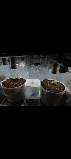 Screenshot_20220219-204739_Gallery.jpg Screenshot_20220219-204739_Gallery.jpg