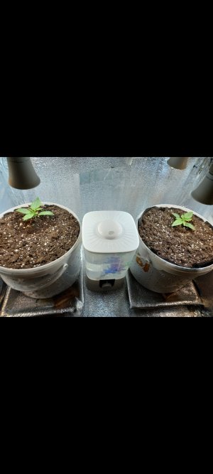 Screenshot_20220219-204750_Gallery.jpg Screenshot_20220219-204750_Gallery.jpg