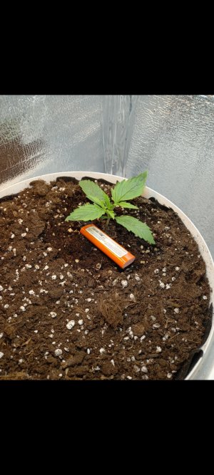 Screenshot_20220219-204757_Gallery.jpg Screenshot_20220219-204757_Gallery.jpg