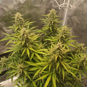 IMG20240224202225.jpg IMG20240224202225.jpg