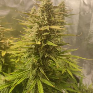 IMG20240228204303.jpg IMG20240228204303.jpg