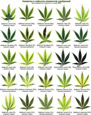 udobreniya_vo_vremya_rosta_i_cveteniya_konopli.jpg