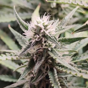 Горилла цветы.jpg