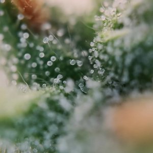 Джонни трихомычи 3.jpg